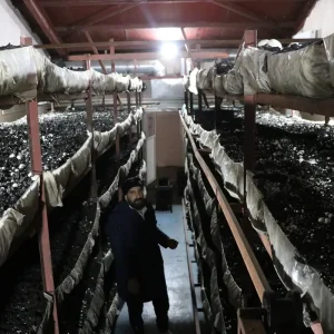 1760520550 810 Kadin Girisimci Mantar Uretiminde Basariya Kosuyor