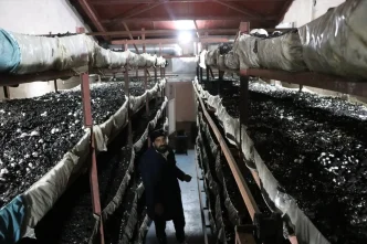 1760520550 810 Kadin Girisimci Mantar Uretiminde Basariya Kosuyor