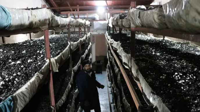 1760520550 810 Kadin Girisimci Mantar Uretiminde Basariya Kosuyor