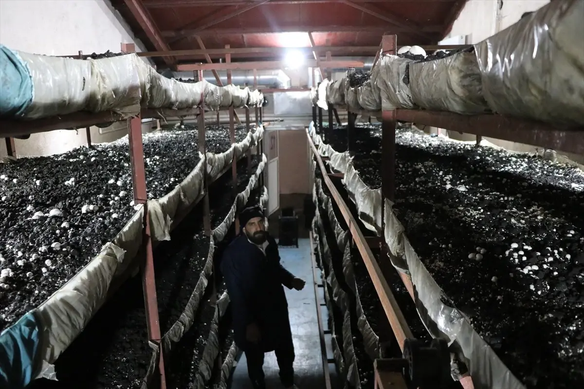 1760520550 810 Kadin Girisimci Mantar Uretiminde Basariya Kosuyor