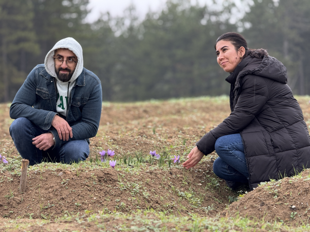 Safranbolu'da 9. Safran Festivali ve Hasadı Gerçekleştirildi