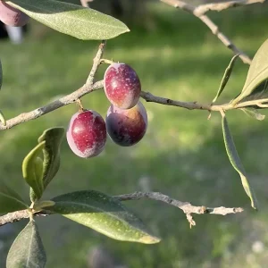 2025 2026 Zeytin Rekoltesi 2 Milyon 450 Bin Ton Olmasi Bekleniyor