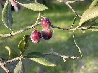 2025 2026 Zeytin Rekoltesi 2 Milyon 450 Bin Ton Olmasi Bekleniyor