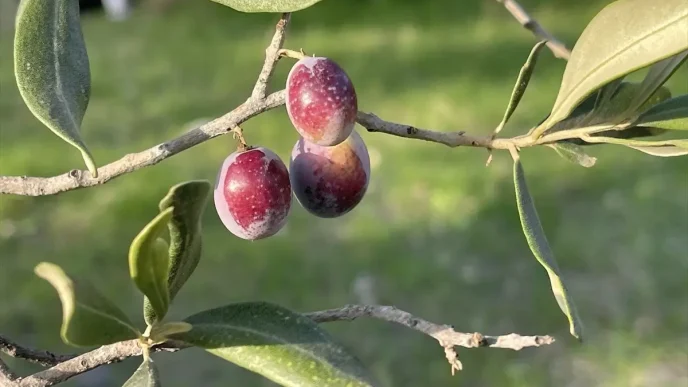 2025 2026 Zeytin Rekoltesi 2 Milyon 450 Bin Ton Olmasi Bekleniyor