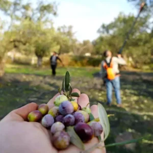 2025 2026 Zeytin ve Zeytinyagi Rekolte Tahminleri Aciklandi