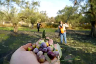 2025 2026 Zeytin ve Zeytinyagi Rekolte Tahminleri Aciklandi