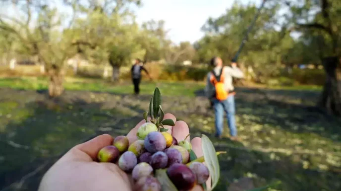 2025 2026 Zeytin ve Zeytinyagi Rekolte Tahminleri Aciklandi