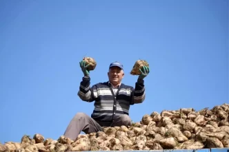 2025te Seker Arzinda Sorun Beklenmiyor Pancar Uretimi Dusuyor