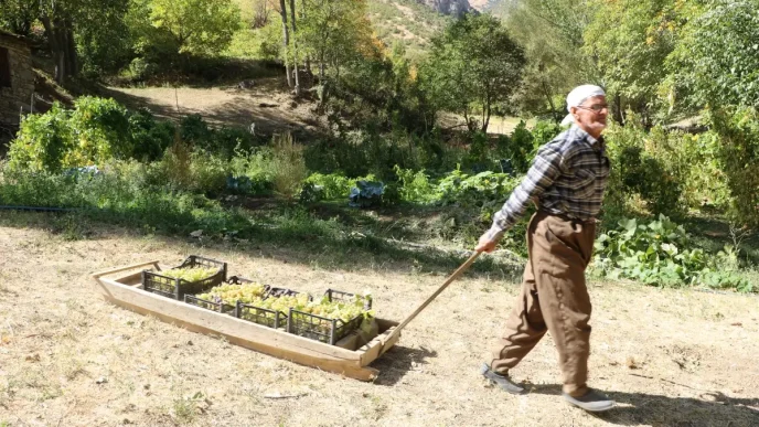 80 Yasindaki Ciftci 65 Yildir Uzum Uretiyor