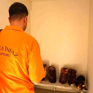 Adana Cezaevinde Hukumluler Kirmizi Reishi Mantari Uretti