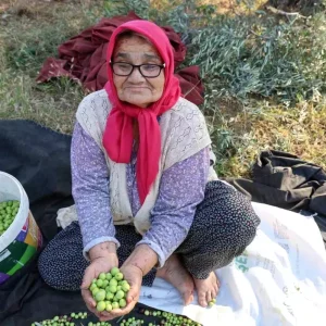 Adanada Asirlik Zeytin Agaclarindan Hasat Basladi