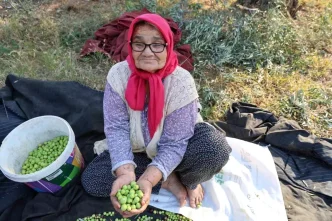 Adanada Asirlik Zeytin Agaclarindan Hasat Basladi