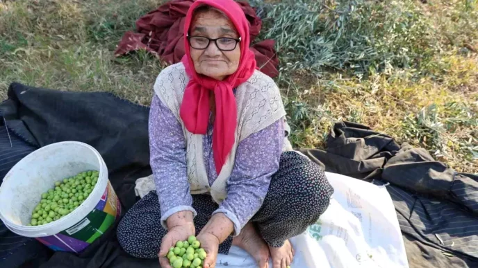 Adanada Asirlik Zeytin Agaclarindan Hasat Basladi