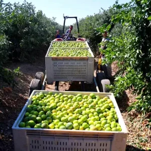 Adanada Erkenci Mandalina Hasadi Basladi Verim Yuksek