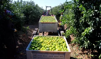Adanada Erkenci Mandalina Hasadi Basladi Verim Yuksek
