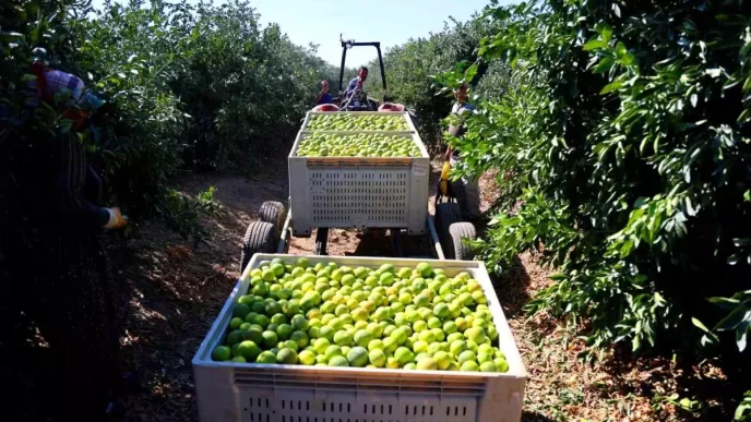 Adanada Erkenci Mandalina Hasadi Basladi Verim Yuksek