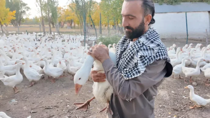 Agrida Kanatli Hayvan Sevgiyle Yetistiriliyor