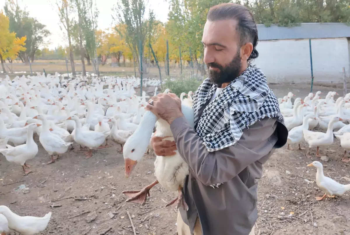 Agrida Kanatli Hayvan Sevgiyle Yetistiriliyor