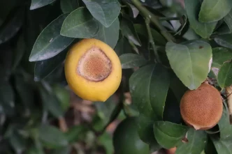 Agustos Sicakliklari Narenciye Uretimini Tehdit Ediyor