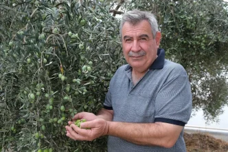 Alanyada Zeytin Hasadi Basladi Rekolte Yuzde 40 D dustu