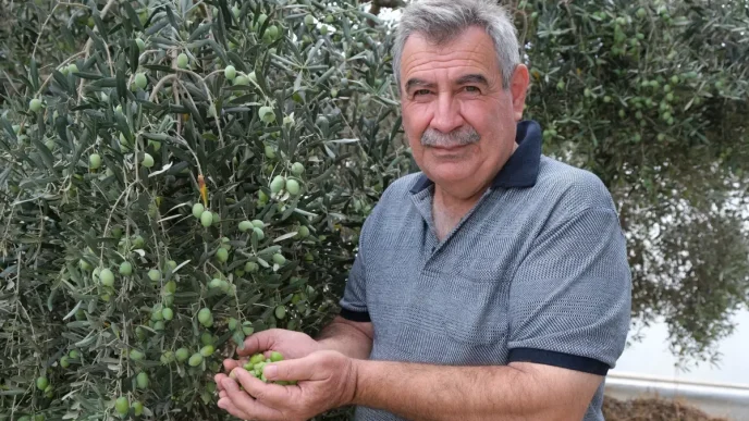 Alanyada Zeytin Hasadi Basladi Rekolte Yuzde 40 D dustu