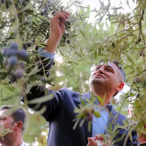 Aliagada 4 Zeytin Hasat Senligi Coskuyla Gerceklesti