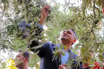Aliagada 4 Zeytin Hasat Senligi Coskuyla Gerceklesti