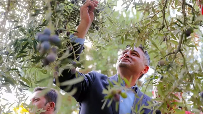 Aliagada 4 Zeytin Hasat Senligi Coskuyla Gerceklesti