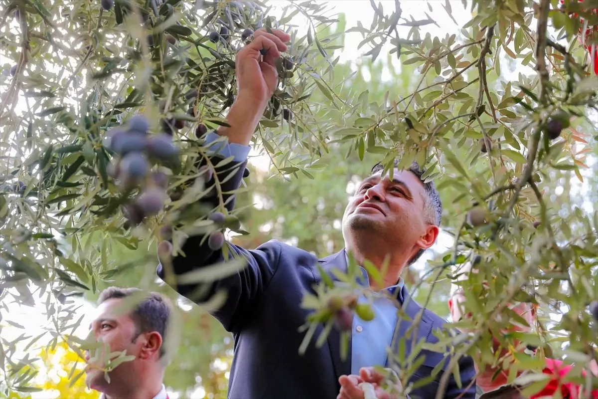 Aliagada 4 Zeytin Hasat Senligi Coskuyla Gerceklesti