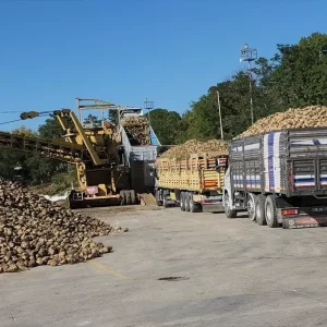 Amasya Seker Fabrikasi 72 Pancar Alim Kampanyasini Baslatti