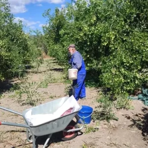 Ankaranin Gudul Ilcesinde Sifa Kaynagi Hunnap Meyvesi Yetistiriliyor