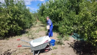 Ankaranin Gudul Ilcesinde Sifa Kaynagi Hunnap Meyvesi Yetistiriliyor