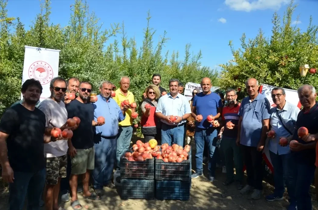 Antalyada Nar Hasat Donemi Basladi