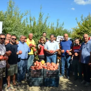 Antalyada Nar Hasat Donemi Basladi