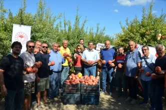 Antalyada Nar Hasat Donemi Basladi