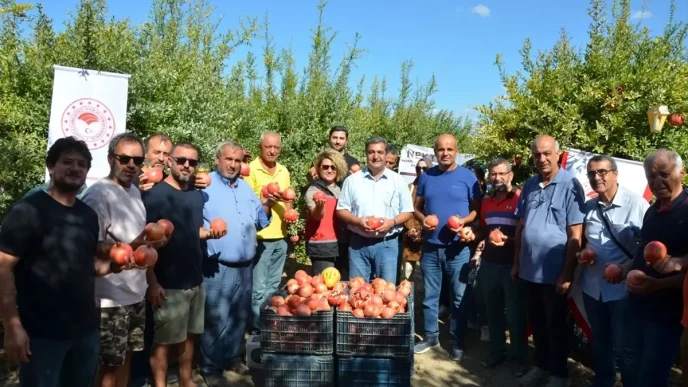 Antalyada Nar Hasat Donemi Basladi
