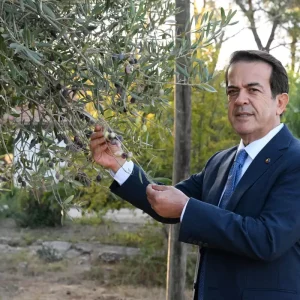 Antalyada Zeytin Hasadi Basladi Rekoltedeki Dusus Yuzde 30 Olmasi Bekleniyor
