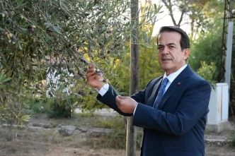 Antalyada Zeytin Hasadi Basladi Rekoltedeki Dusus Yuzde 30 Olmasi Bekleniyor
