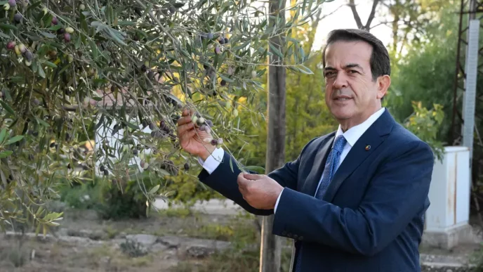 Antalyada Zeytin Hasadi Basladi Rekoltedeki Dusus Yuzde 30 Olmasi Bekleniyor