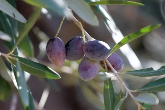 Antalyada Zeytin Uretimini Artirma Cabalari