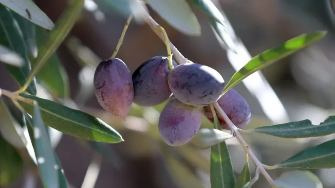 Antalyada Zeytin Uretimini Artirma Cabalari