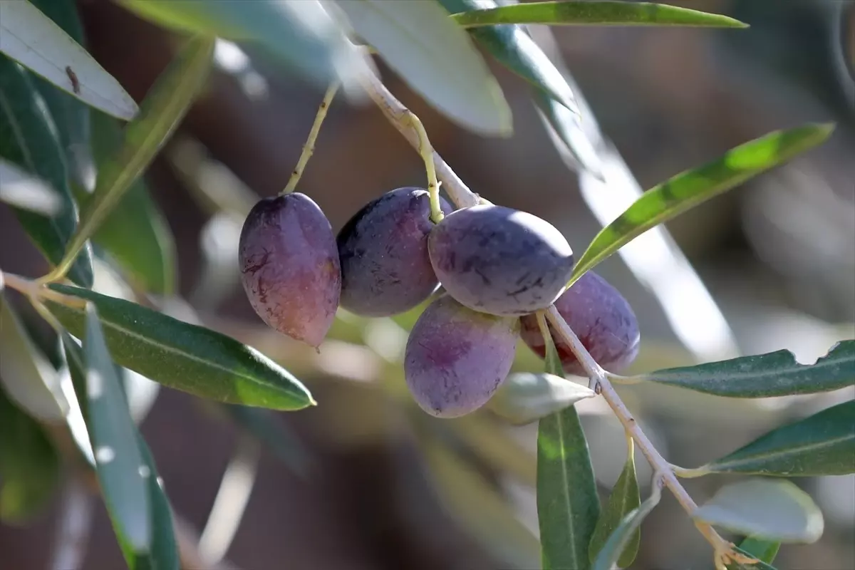 Antalyada Zeytin Uretimini Artirma Cabalari