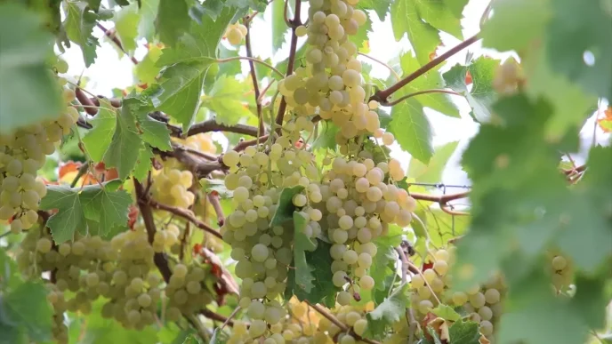 Antalyanin Kas Ilcesinde Margaz Uzumu Hasadi Basladi