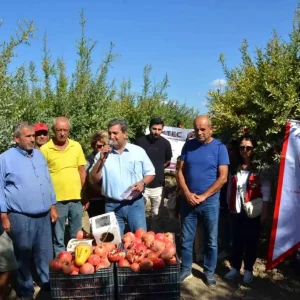 Antalyanin Serik Ilcesinde Nar Hasadi Basladi