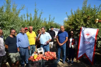 Antalyanin Serik Ilcesinde Nar Hasadi Basladi