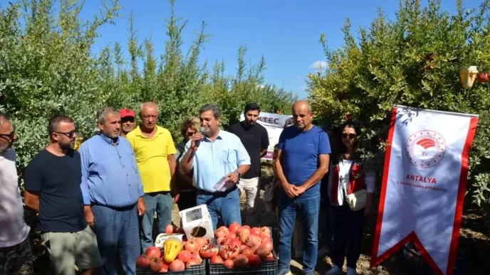 Antalyanin Serik Ilcesinde Nar Hasadi Basladi