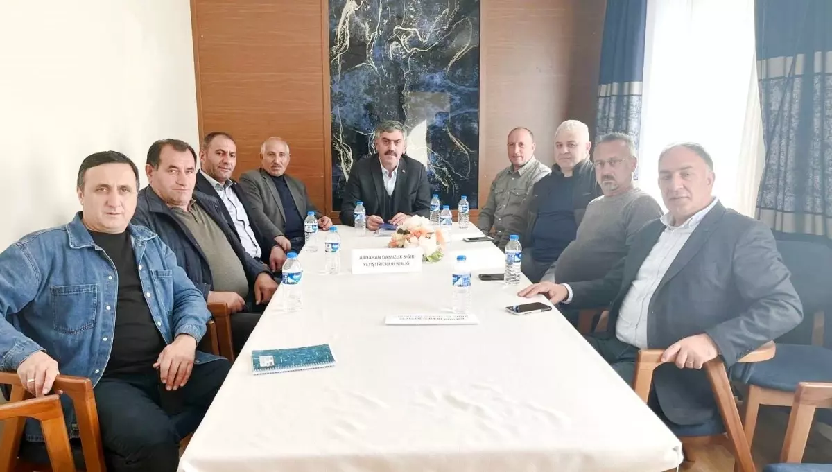 Ardahan Damizlik Sigir Yetistiricileri Birliginde Uye Sayisi 4172ye Ulasti