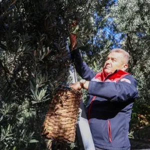 Artvinde Butko Zeytini Hasadi Basladi