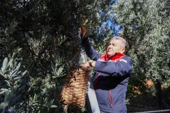 Artvinde Butko Zeytini Hasadi Basladi