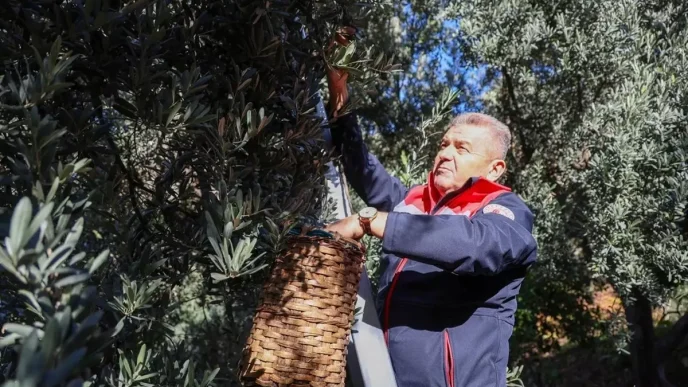 Artvinde Butko Zeytini Hasadi Basladi